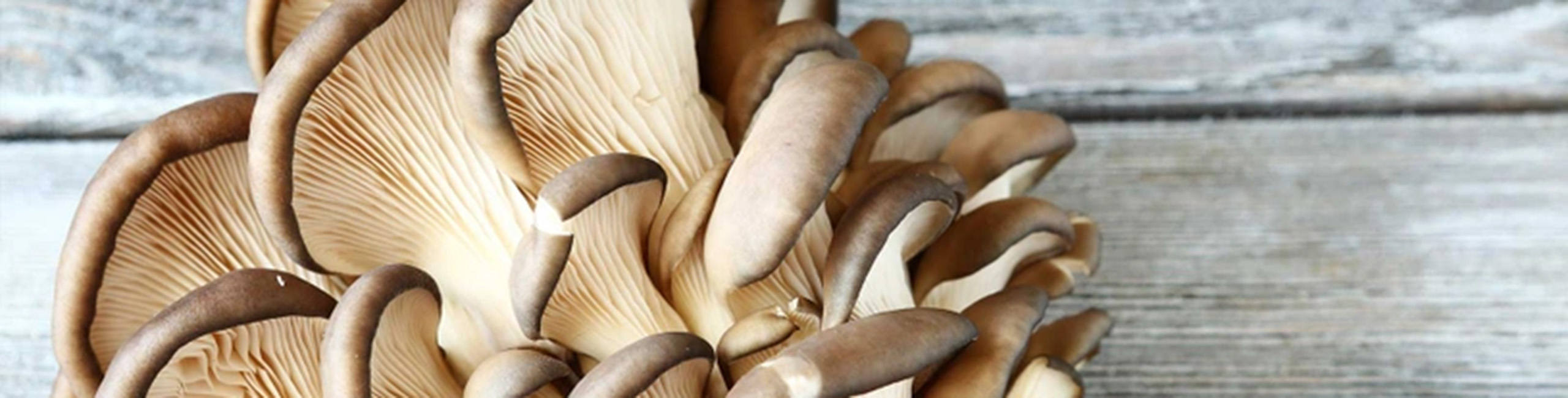 Pöögi-austerservik, üks Defendyl-Imunoglukan P4H® toodete peamistest koostisosadest.