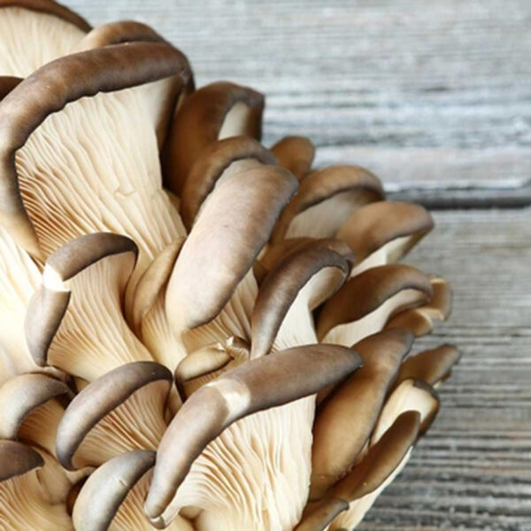 Pöögi-austerservik, üks Defendyl-Imunoglukan P4H® toodete peamistest koostisosadest.