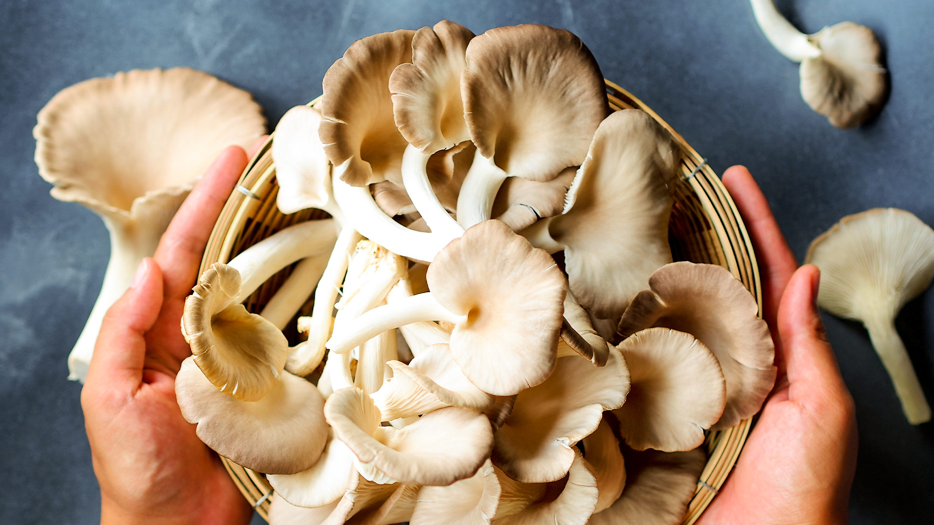 Pöögi-austerservik, üks Defendyl-Imunoglukan P4H® toodete peamistest koostisosadest.