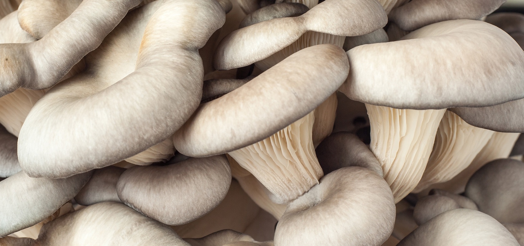 Pöögi-austerservik, üks Defendyl-Imunoglukan P4H® toodete peamistest koostisosadest.